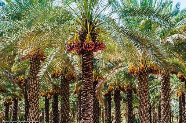 راهنمای سفر به برازجان
