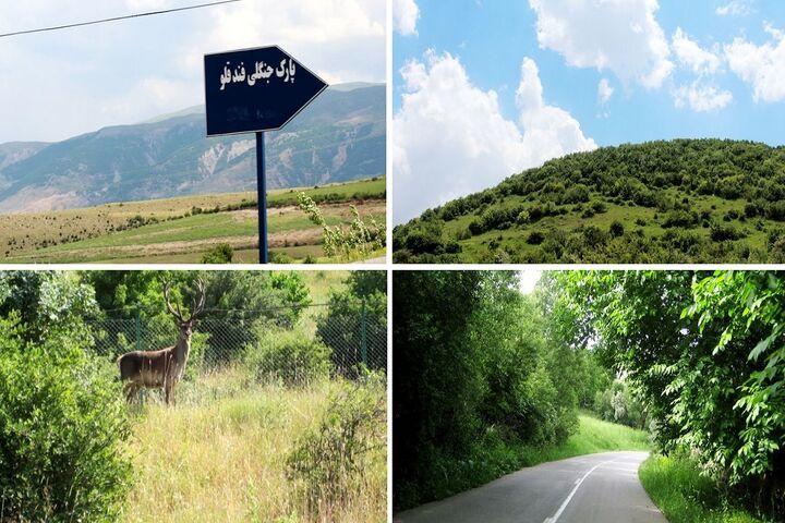 معرفی کامل جنگل فندقلو اردبیل