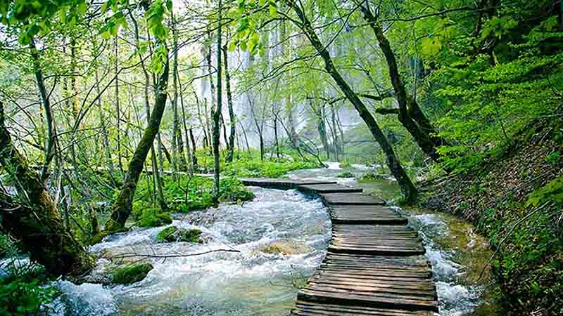 معرفی کامل جنگل های مازندران