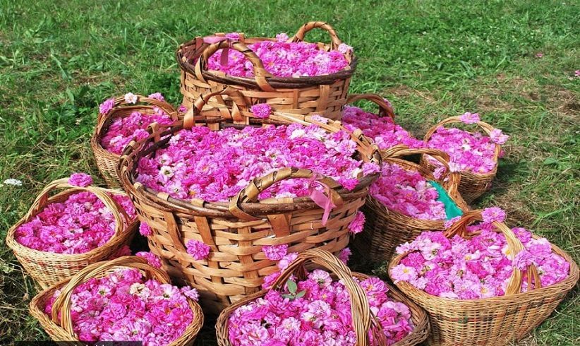 مراسم گلابگیری کاشان و انواع گلاب کاشان
